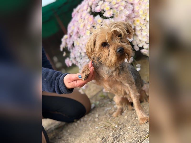 Kyra – Sanfte Yorkie-Dame mit dem Wunsch nach Geborgenheit 