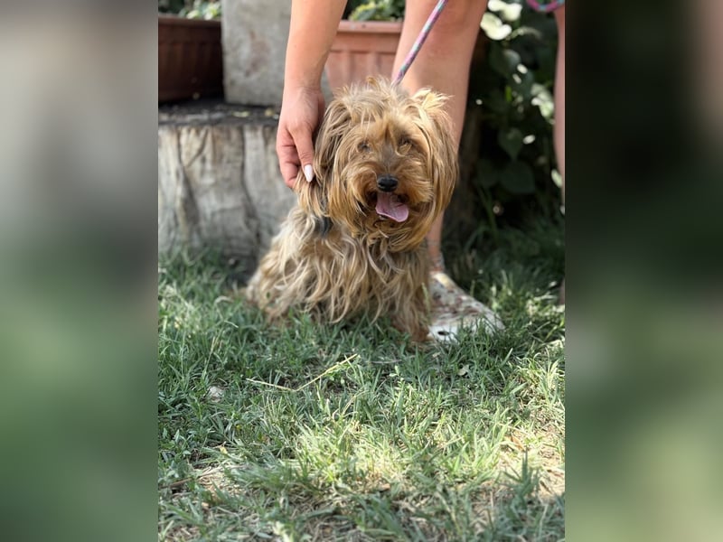 Timna KK – liebe Hundeomi wünscht sich einen behüteten Lebensabend 