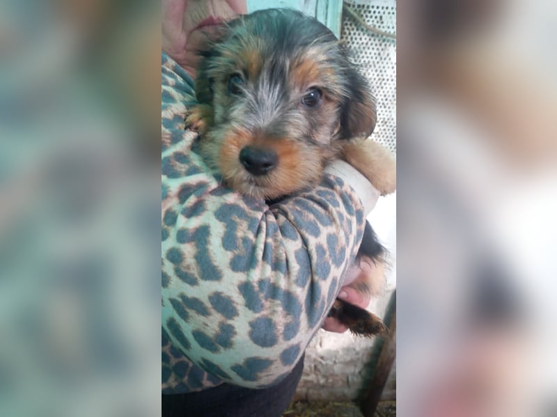 Cidri -PP, kleiner Yorkie-Mann auf der Suche nach dem eigenen Zuhause