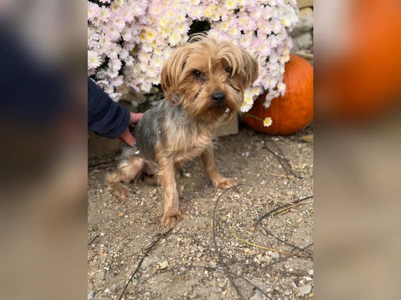 Kyra – Sanfte Yorkie-Dame mit dem Wunsch nach Geborgenheit 
