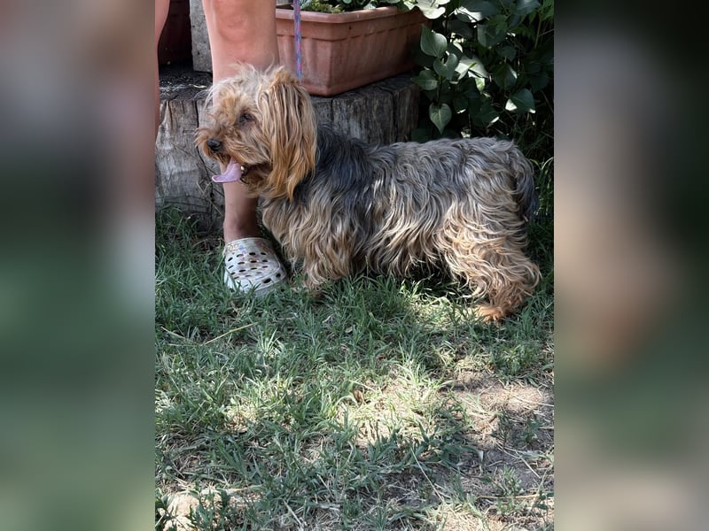 Timna KK – liebe Hundeomi wünscht sich einen behüteten Lebensabend 