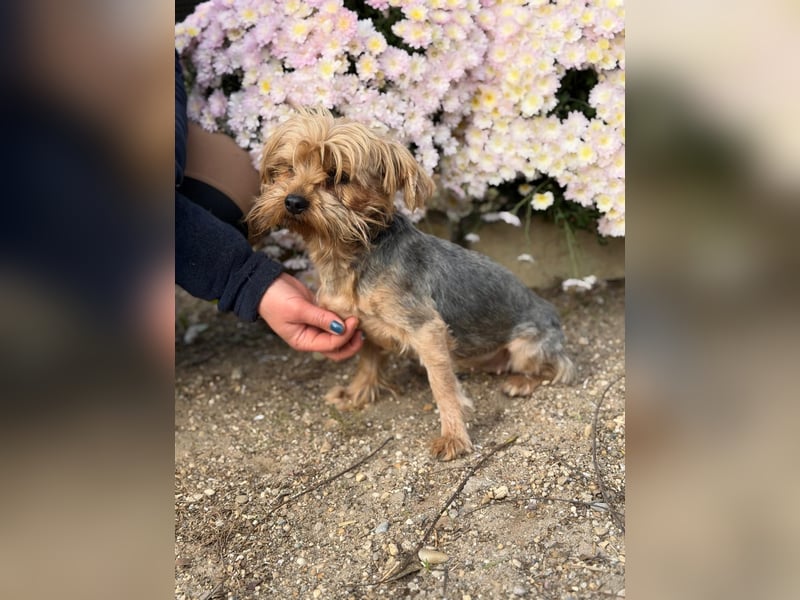 Kyra – Sanfte Yorkie-Dame mit dem Wunsch nach Geborgenheit 
