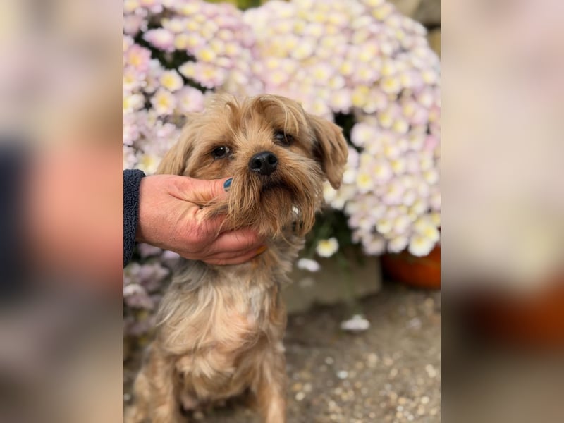 Kyra – Sanfte Yorkie-Dame mit dem Wunsch nach Geborgenheit 
