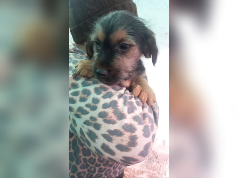 Hokedli -PP, kleine Yorkie-Maus auf der Suche nach dem Glück