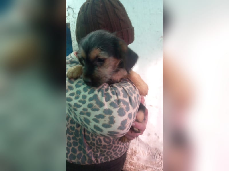 Hokedli -PP, kleine Yorkie-Maus auf der Suche nach dem Glück