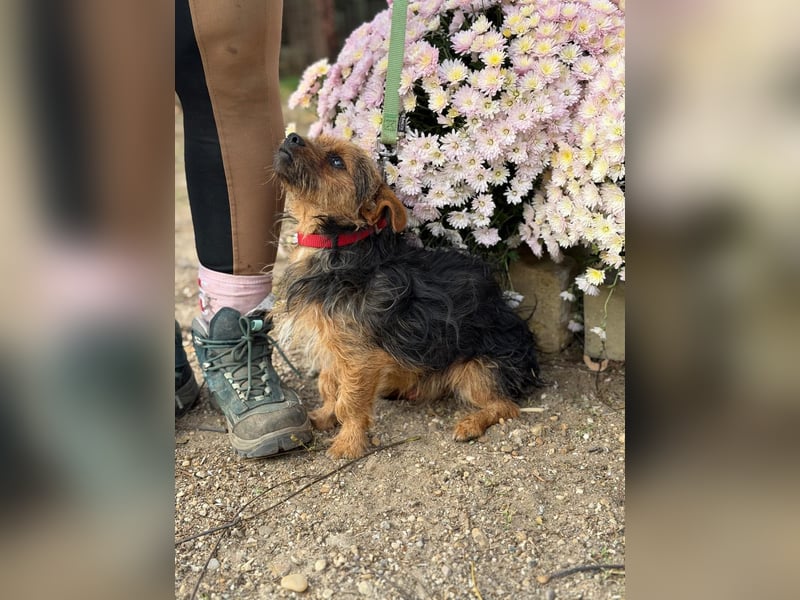 Zsongor – Herzenskleiner Yorkie-Bursche mit großem Charme 