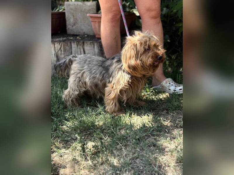 Timna KK – liebe Hundeomi wünscht sich einen behüteten Lebensabend 