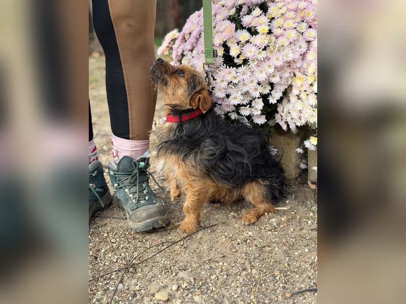 Zsongor – Herzenskleiner Yorkie-Bursche mit großem Charme 