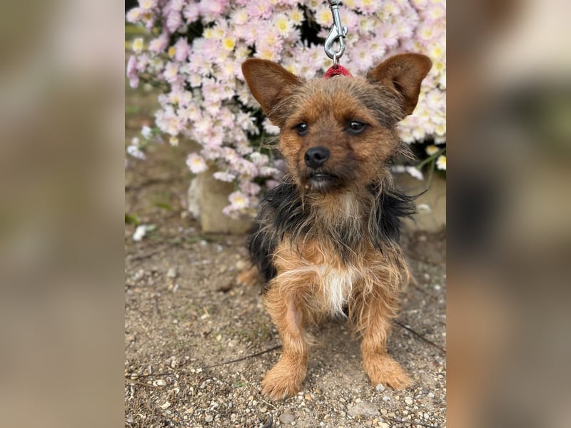 Zsongor – Herzenskleiner Yorkie-Bursche mit großem Charme 