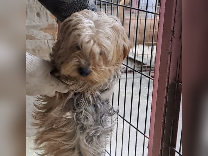 YORI - YORKIE SUCHT FAMILIE