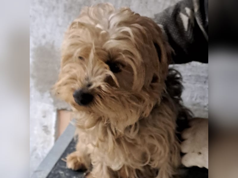 YORI - YORKIE SUCHT FAMILIE