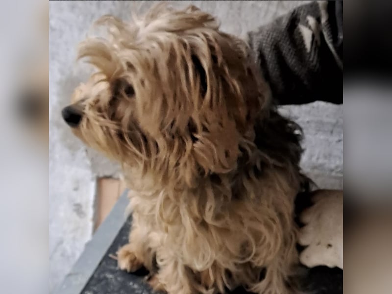YORI - YORKIE SUCHT FAMILIE