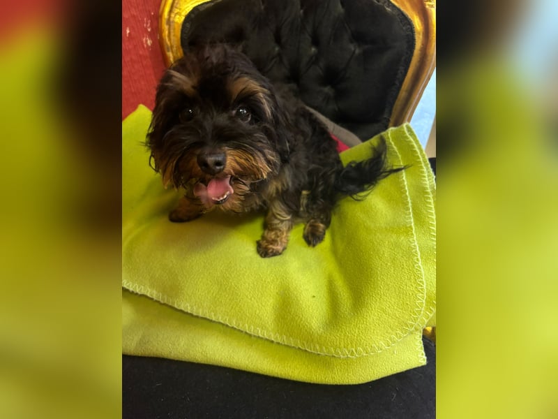 Bolonka  Yorkshire  Mix