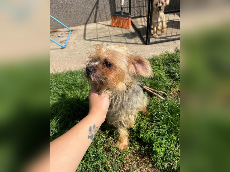 Polly, geboren 01.01.2021, 32cm sucht ihr eigenes Glück Polly, geboren 01.01.2021, 32cm sucht ihr eigenes Glück