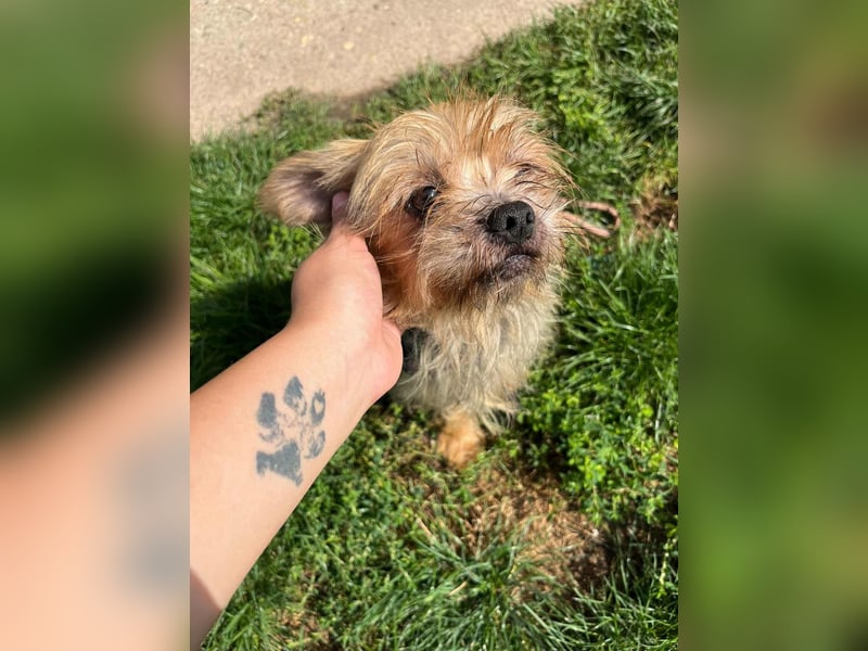 Polly, geboren 01.01.2021, 32cm sucht ihr eigenes Glück Polly, geboren 01.01.2021, 32cm sucht ihr eigenes Glück