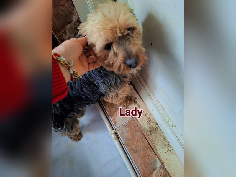 Super liebe kleine Lady