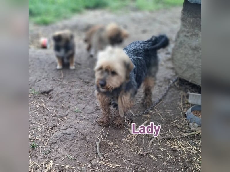 Super liebe kleine Lady