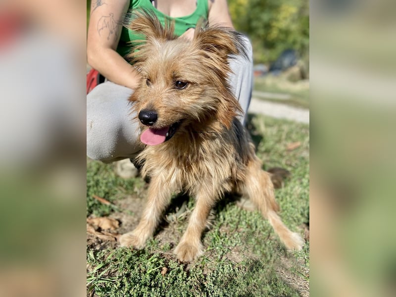 Kleiner Yorkie Mix ähnl. Hundejunge, ca. 12Mon., 35cm, kastriert