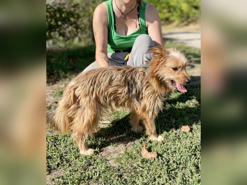 Kleiner Yorkie Mix ähnl. Hundejunge, ca. 12Mon., 35cm, kastriert