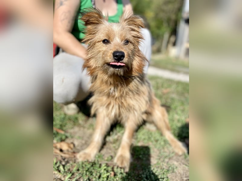 Kleiner Yorkie Mix ähnl. Hundejunge, ca. 12Mon., 35cm, kastriert