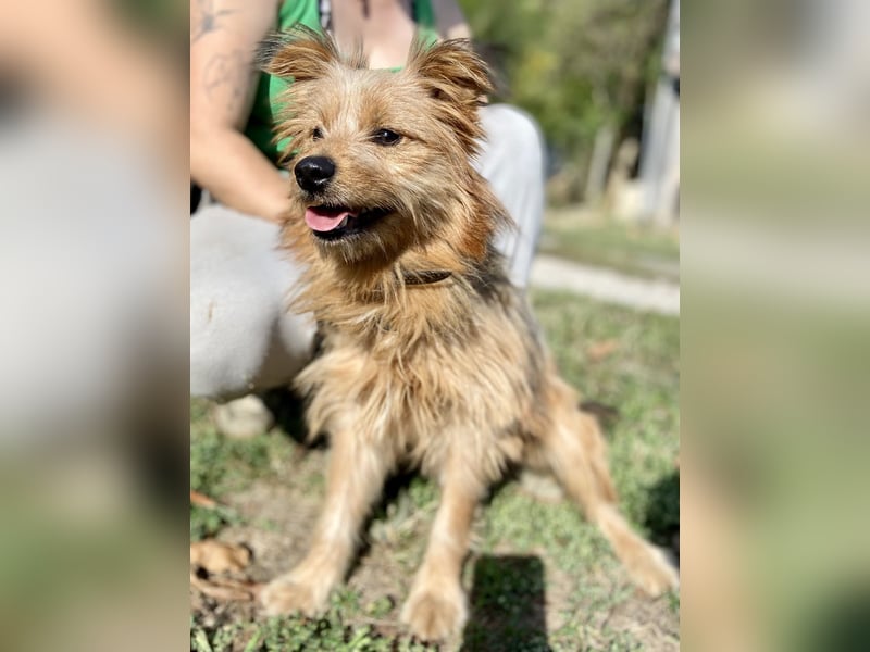 Kleiner Yorkie Mix ähnl. Hundejunge, ca. 12Mon., 35cm, kastriert