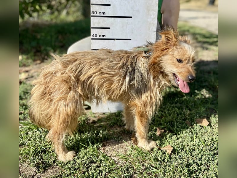 Kleiner Yorkie Mix ähnl. Hundejunge, ca. 12Mon., 35cm, kastriert