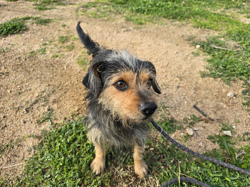 Camelot: ein Struwel zum Liebhaben