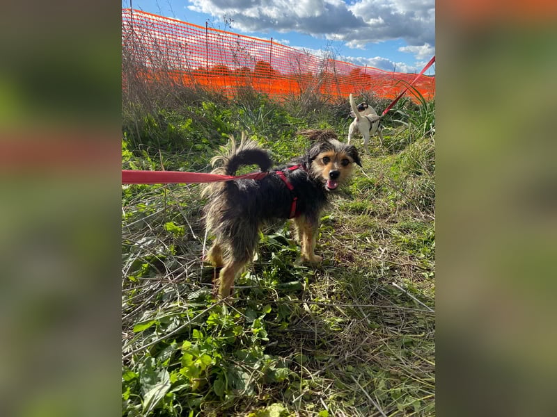 Camelot: ein Struwel zum Liebhaben