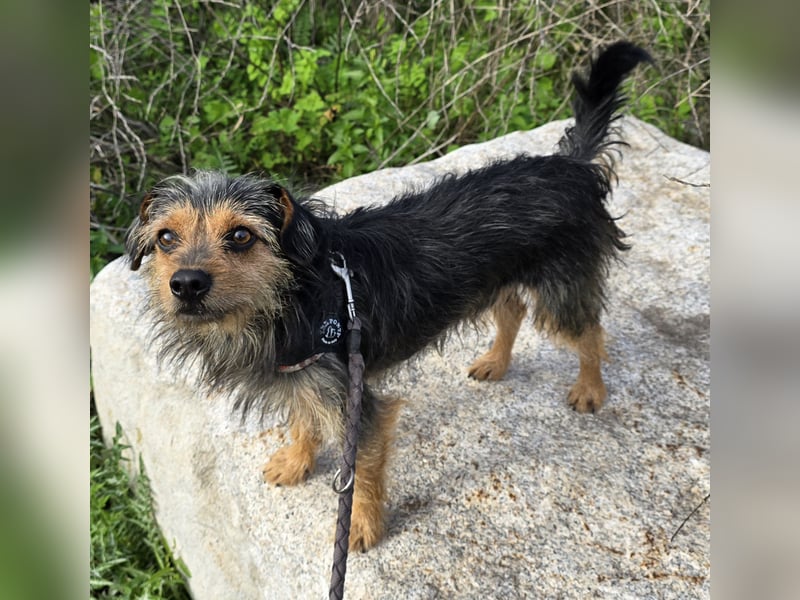 Camelot: kleiner Herzensbrecher