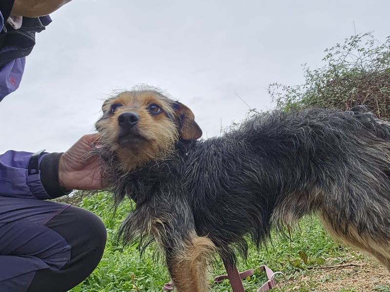 Camelot: kleiner Herzensbrecher