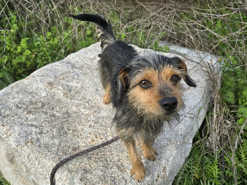 Camelot: kleiner Herzensbrecher