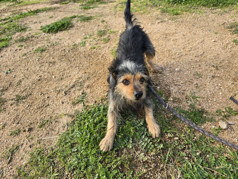 Camelot: kleiner Herzensbrecher