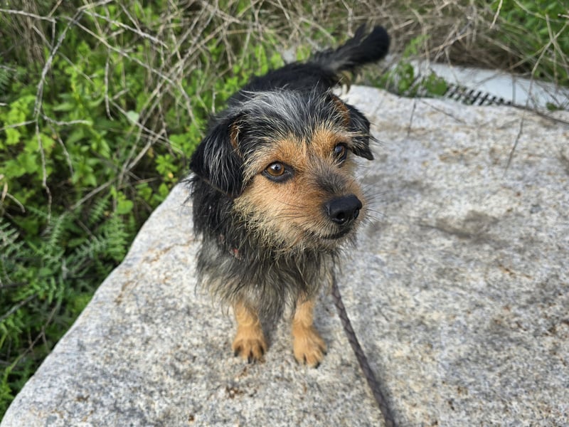 Camelot: kleiner Herzensbrecher