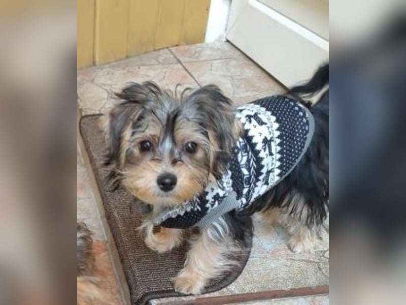 Welpe FLORA - die kleine Maus sucht ein warmes Körbchen und ein liebevolles Zuhause