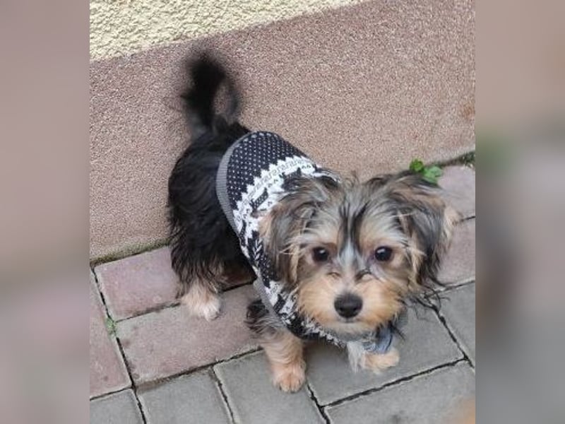 Welpe FLORA - die kleine Maus sucht ein warmes Körbchen und ein liebevolles Zuhause