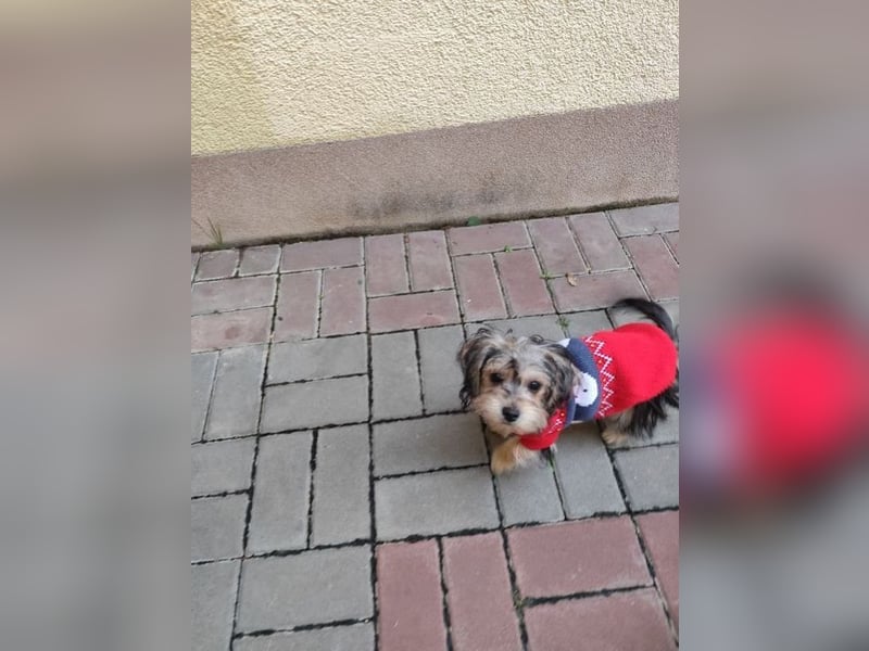 Welpe JANOSCH - der verspielte und verschmuste kleine Mann freut sich auf ein liebevolles Zuhause