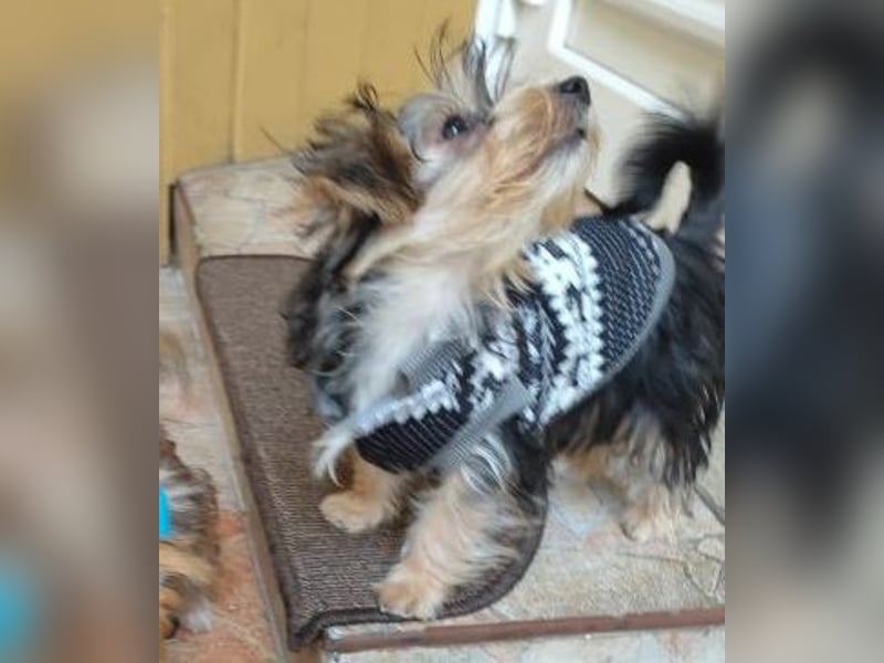 Welpe FLORA - die kleine Maus sucht ein warmes Körbchen und ein liebevolles Zuhause