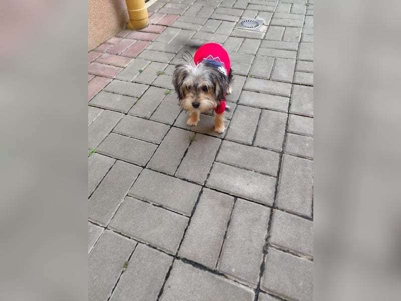 Welpe JANOSCH - der verspielte und verschmuste kleine Mann freut sich auf ein liebevolles Zuhause