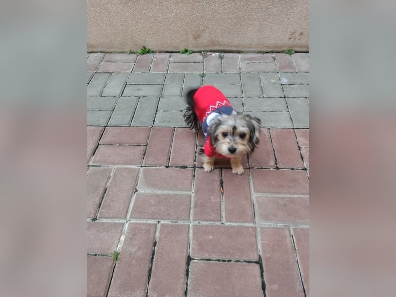 Welpe JANOSCH - der verspielte und verschmuste kleine Mann freut sich auf ein liebevolles Zuhause