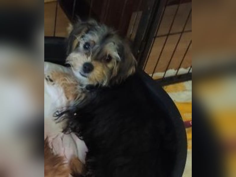 Welpe FLORA - die kleine Maus sucht ein warmes Körbchen und ein liebevolles Zuhause