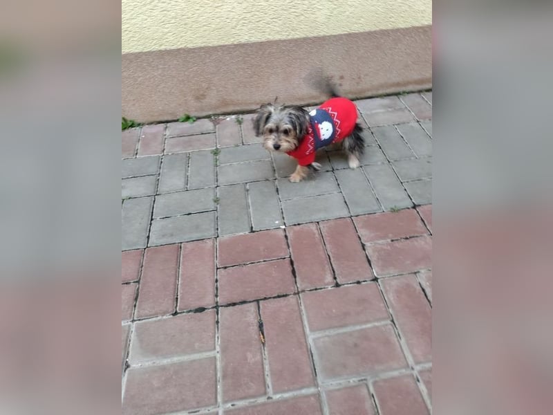 Welpe JANOSCH - der verspielte und verschmuste kleine Mann freut sich auf ein liebevolles Zuhause