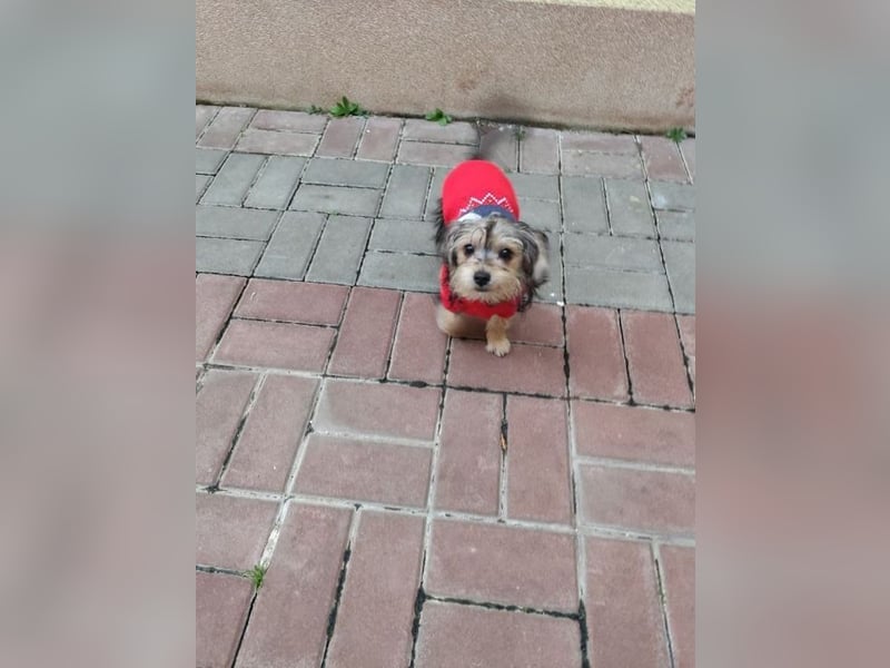 Welpe JANOSCH - der verspielte und verschmuste kleine Mann freut sich auf ein liebevolles Zuhause