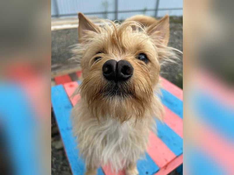 Toller Jetem sucht liebevolles Zuhause