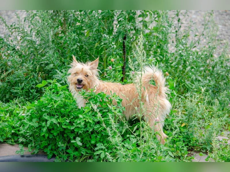 Toller Jetem sucht liebevolles Zuhause