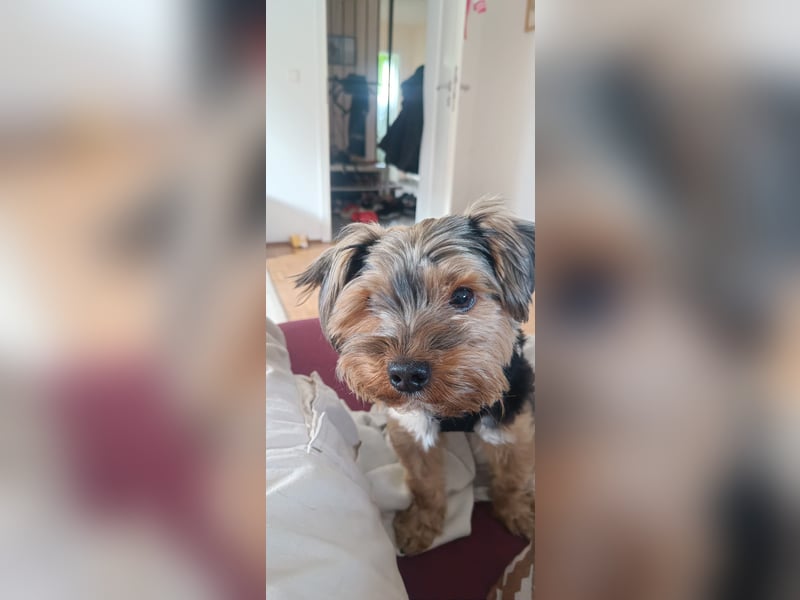 Yorkshire Terrier