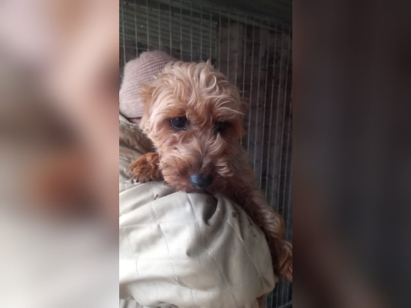 Yuki- PP, schüchterne kleine Yorki Hündin, geb. 09/2025