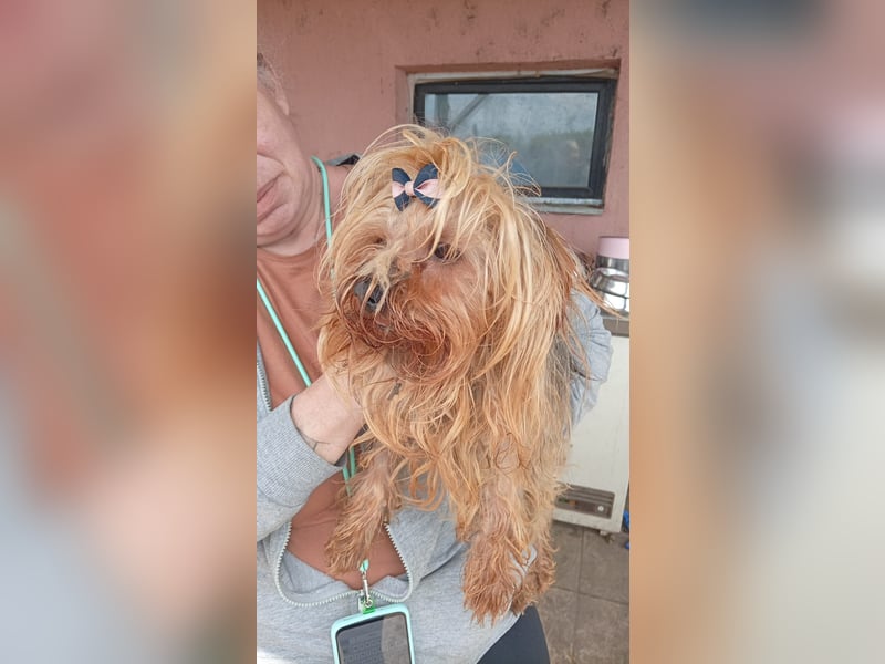 Szuzi, kleines Yorkshire Terrier Mix Mädchen geb. 04/2021