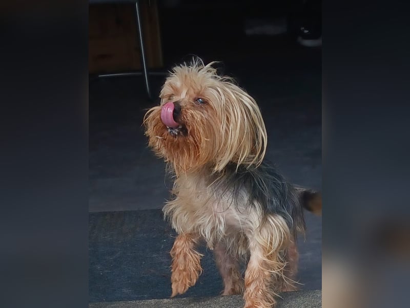 Szuzi, liebe kleine Yorkshire Terrier Mischlingshündin geb. 04/2021