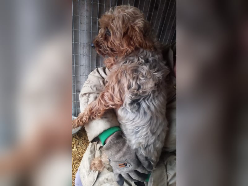 Yuki- PP, schüchterne kleine Yorki Hündin, geb. 09/2025