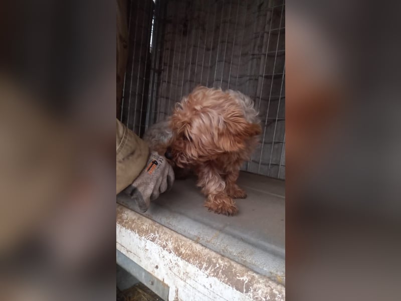 Yuki- PP, schüchterne kleine Yorki Hündin, geb. 09/2025